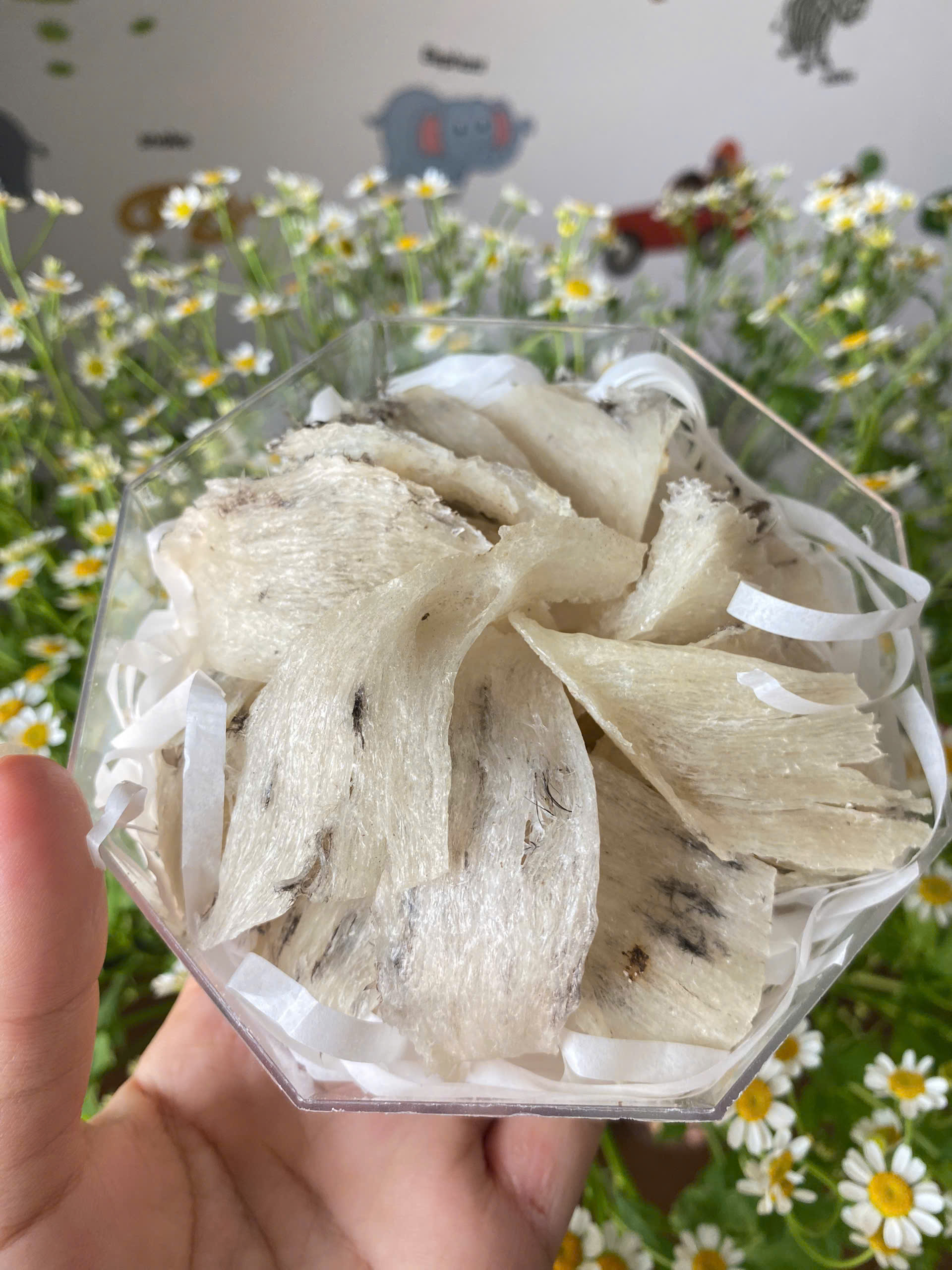 Chân yến thô Vip 100g 3