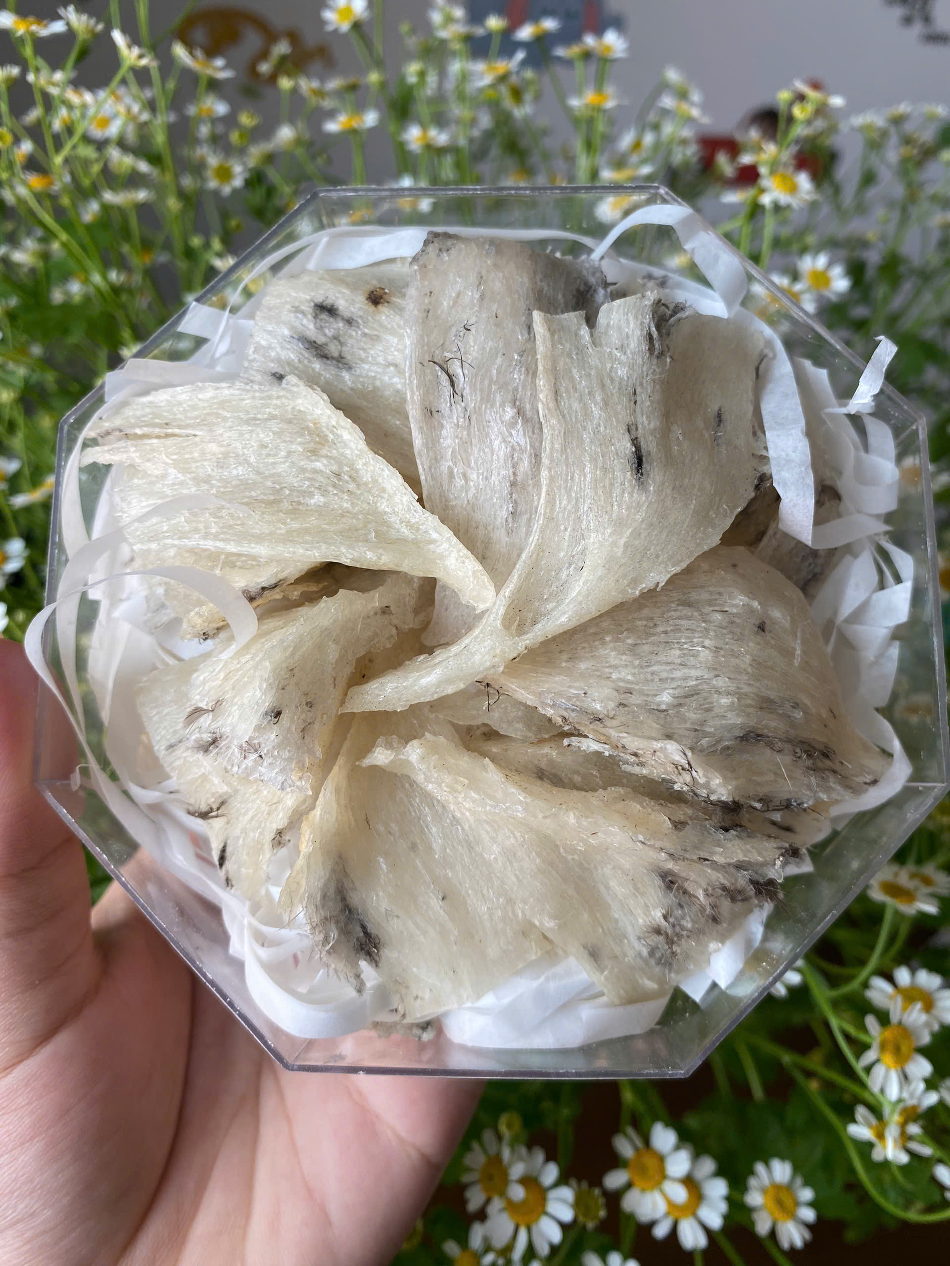 Chân yến thô Vip 100g 4